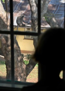 Aussicht von Fridas Zimmer