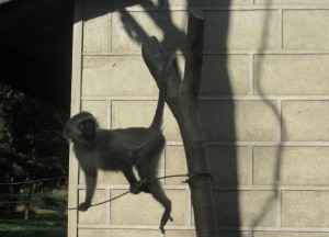 Äffchen auf der Wäscheleine