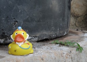 MJH - Ente am Äquator