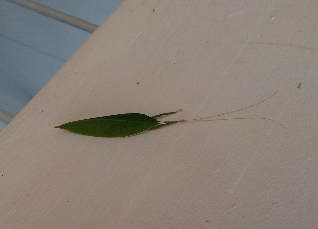 Ein Blatt an der Hauswand?