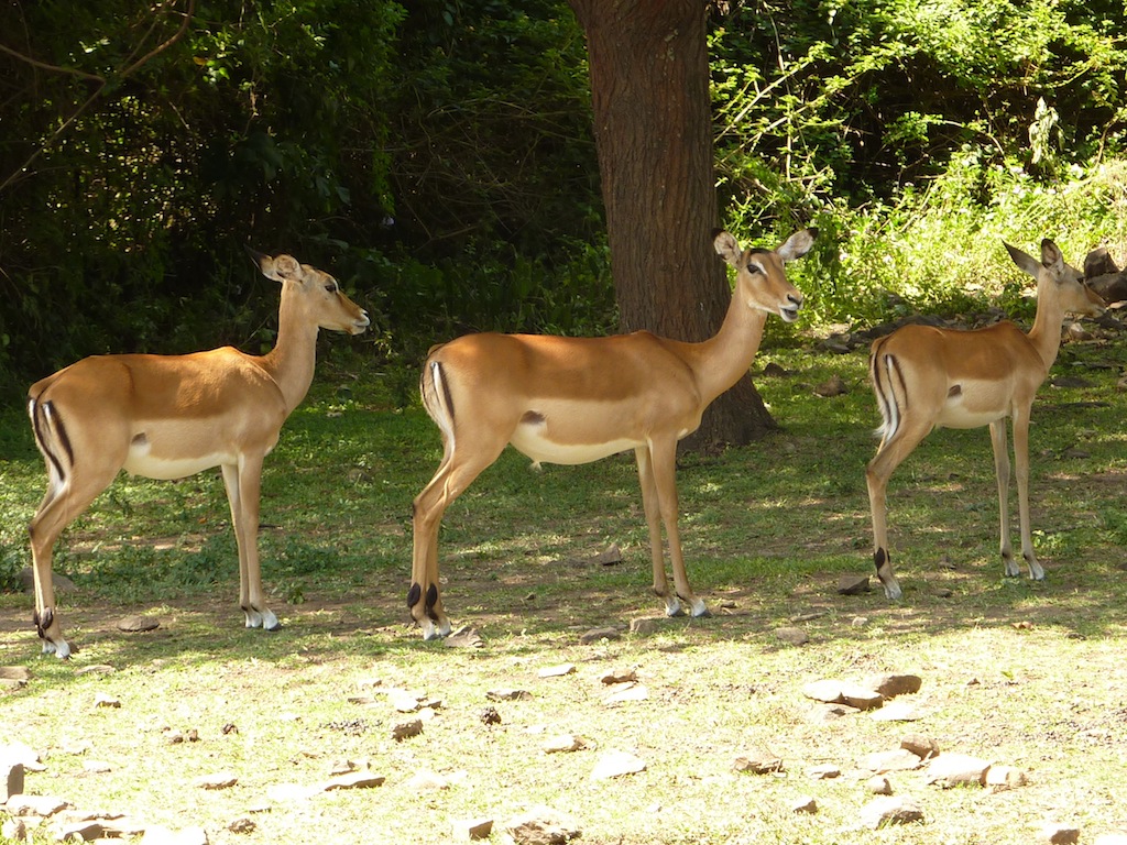 Impalas