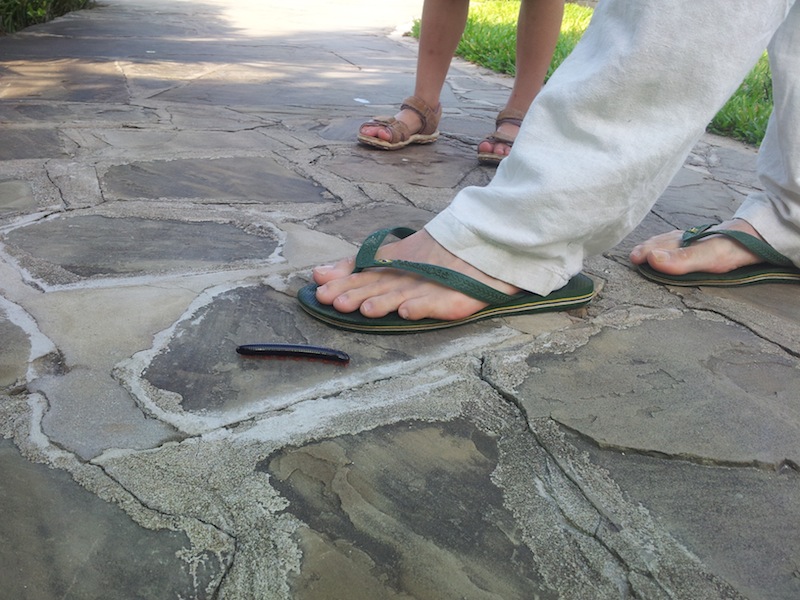 Monstertausendfüßler