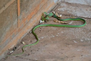 Die grüne Boom Slang