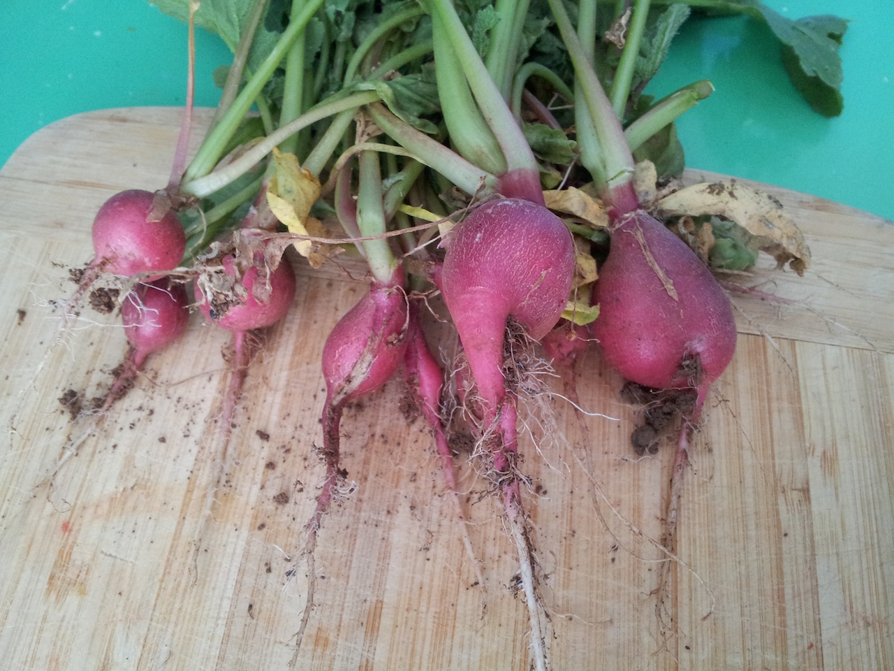 Erste Ernte: Radieschen