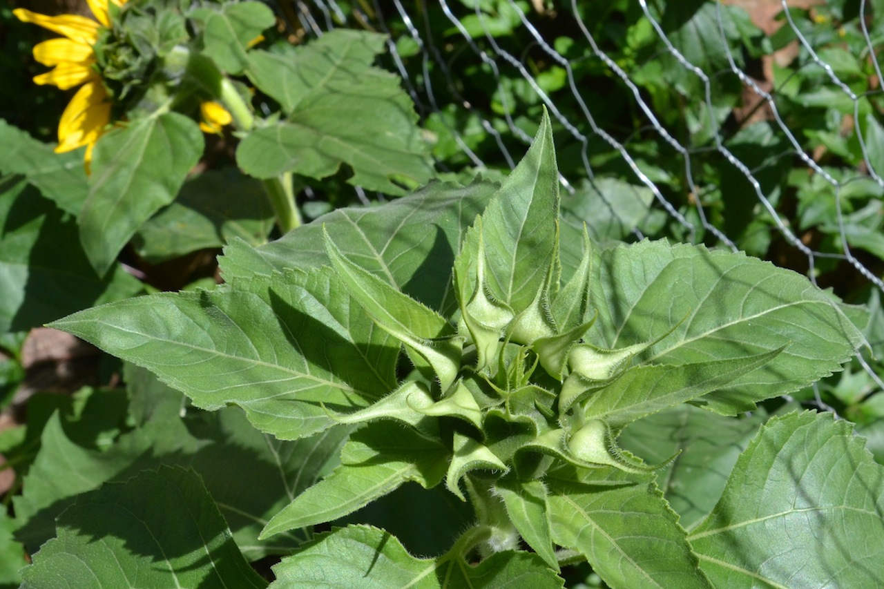 Schlafende Sonnenblume