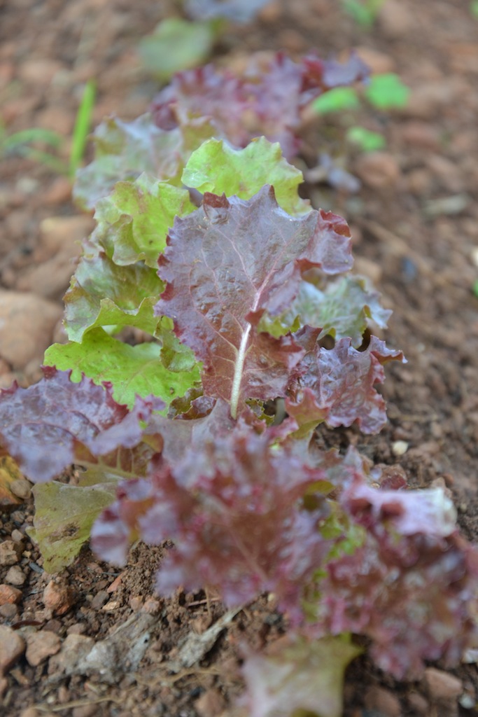 Der Salat kämpft gegen die Trockenheit