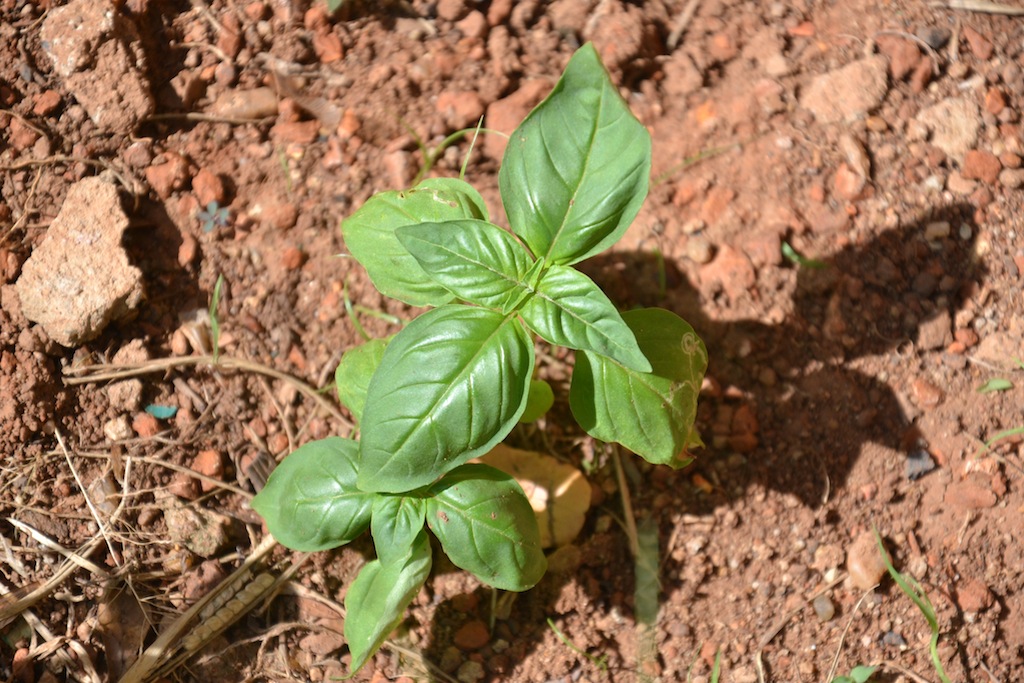 Bestäubter Basilikum