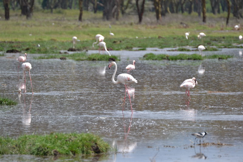 Die letzten Flamingos