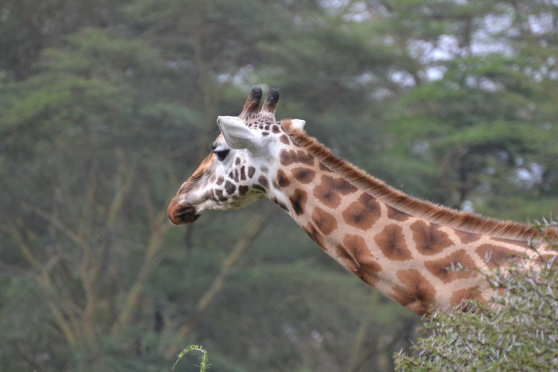 Girafferich