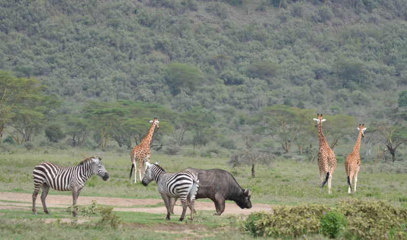 Giraffen beim Spaziergang