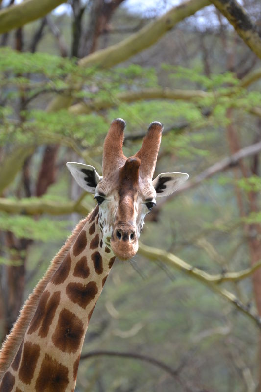 Gestatten?  - Giraffe