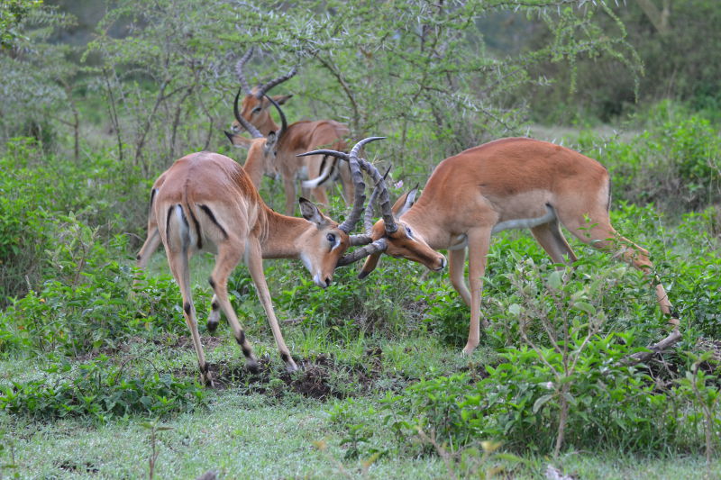 Zankende Impalas
