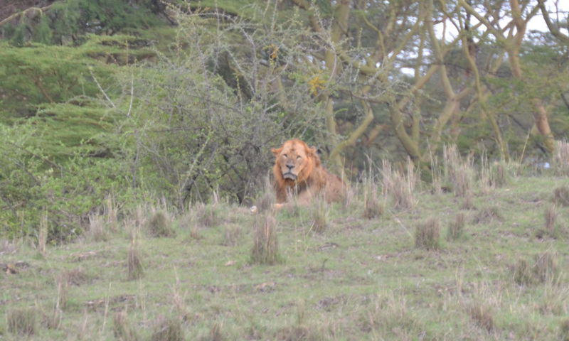 Ein Löwe ganz allein