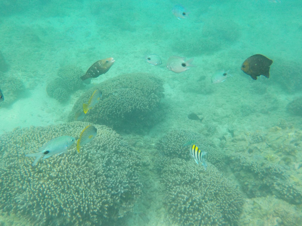 Bunte schöne Unterwasserwelt