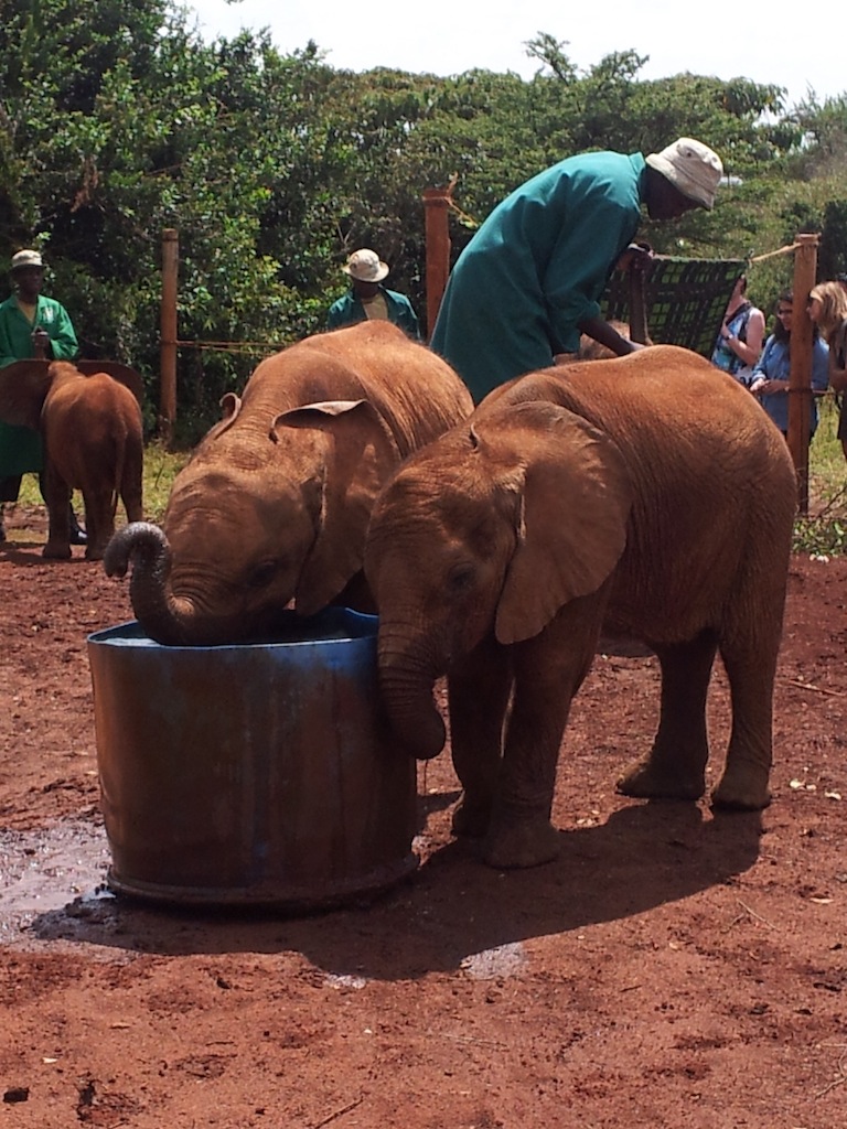 Im Eletantenorphanage