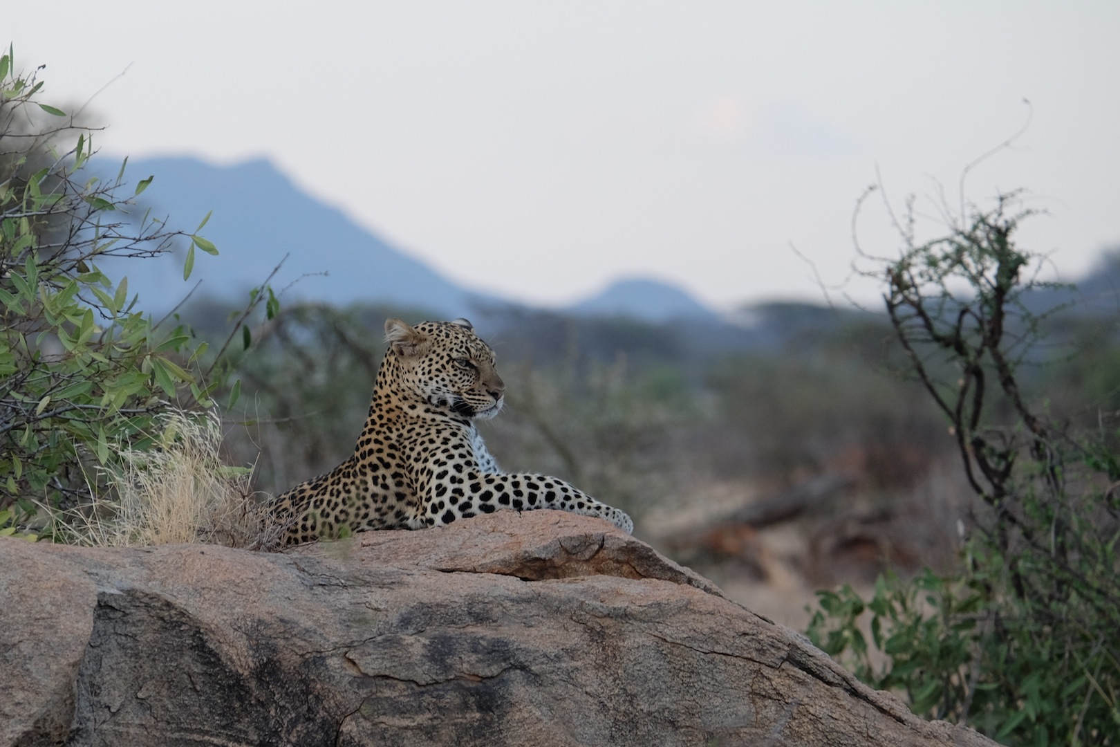 Schöne Leopardenkatze!