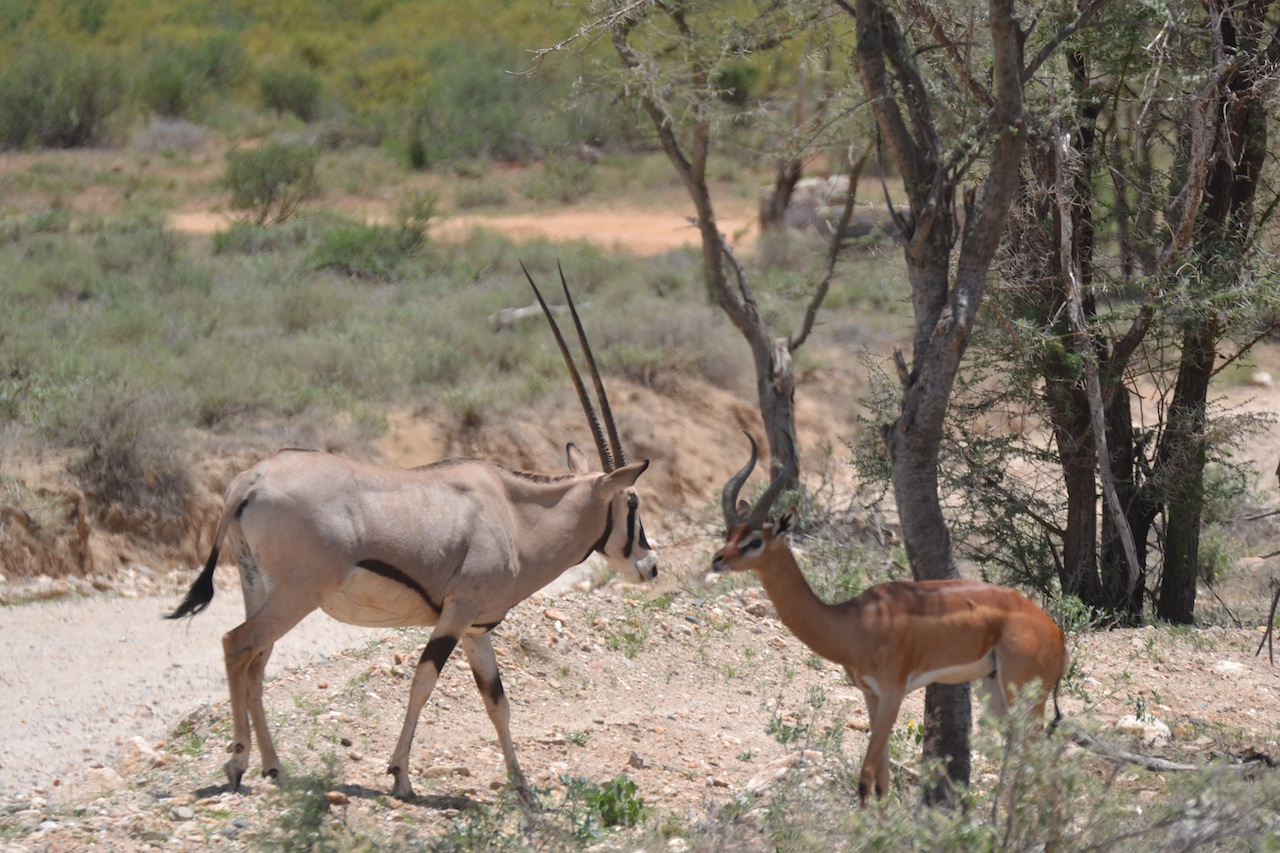 Orynx Antilope mit Impala
