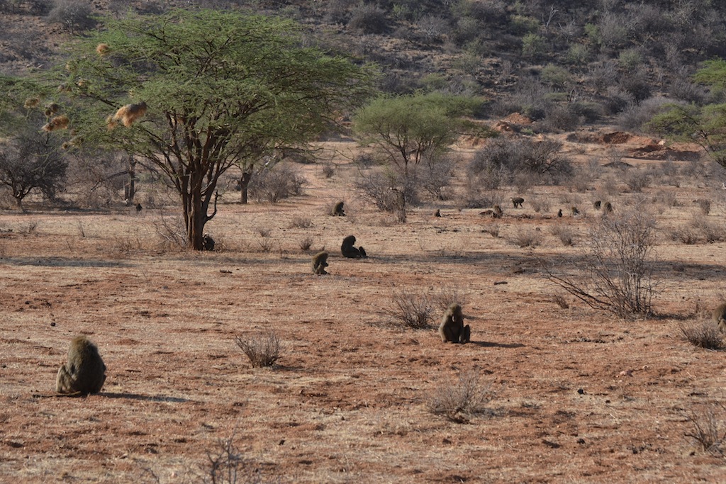 Samburu und Naivasha 050