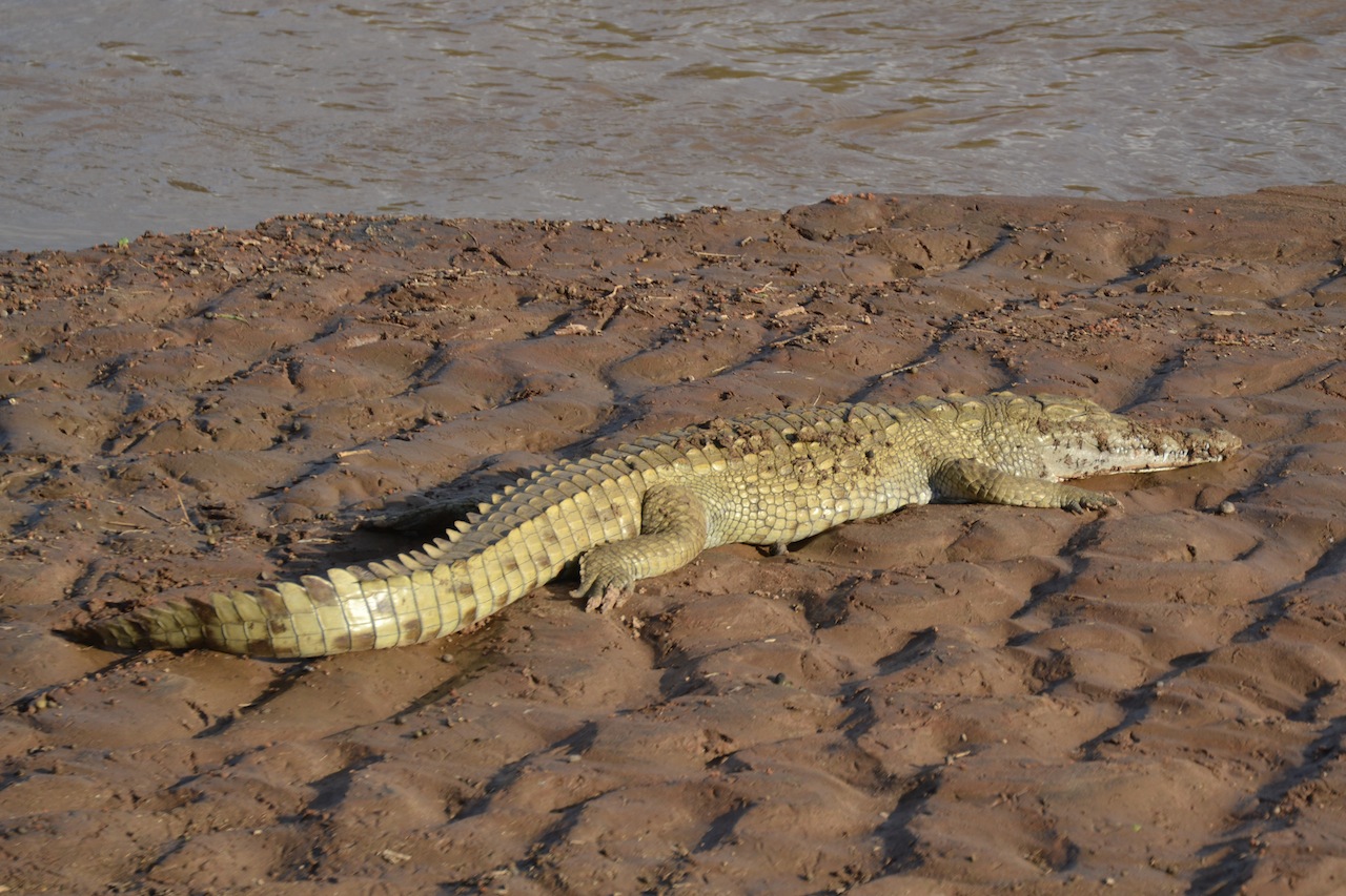 Samburu und Naivasha 059