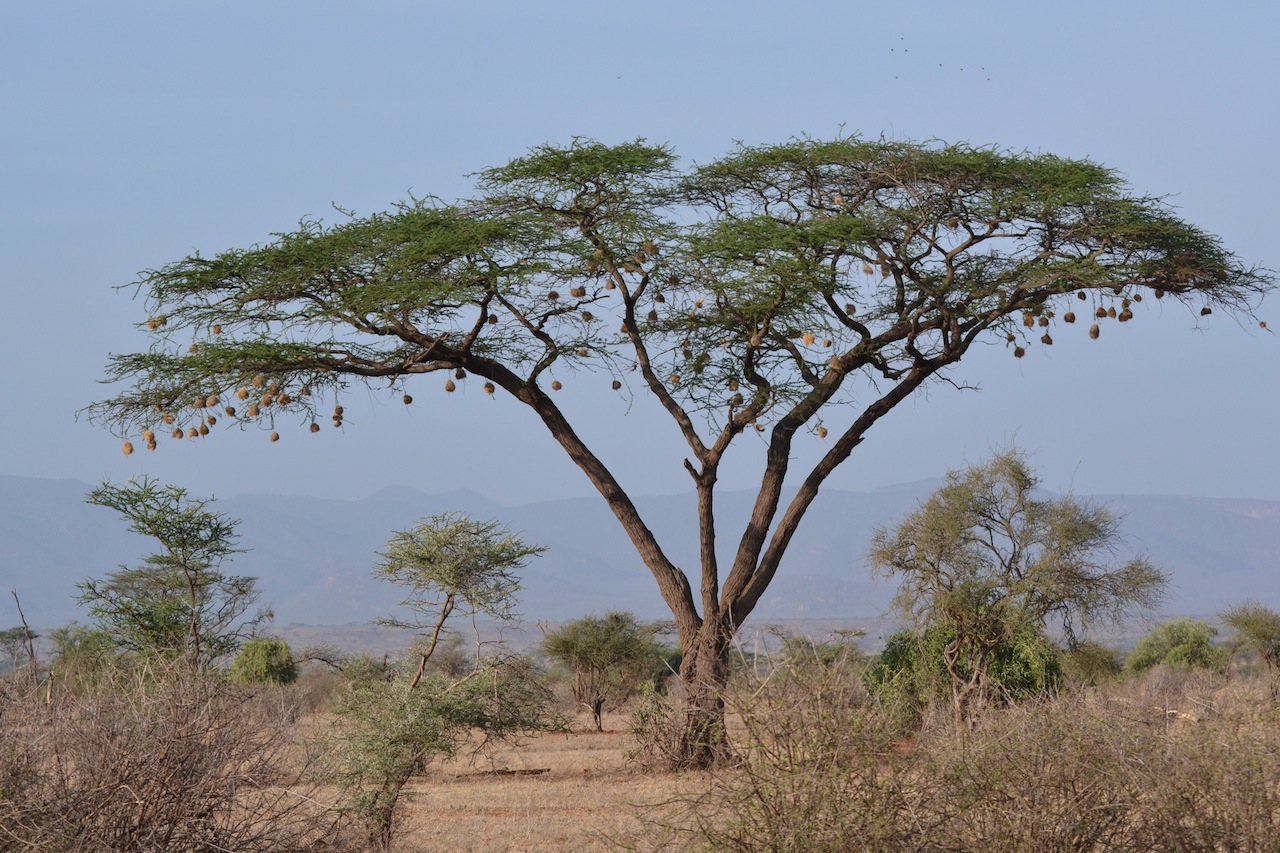 Samburu und Naivasha 120