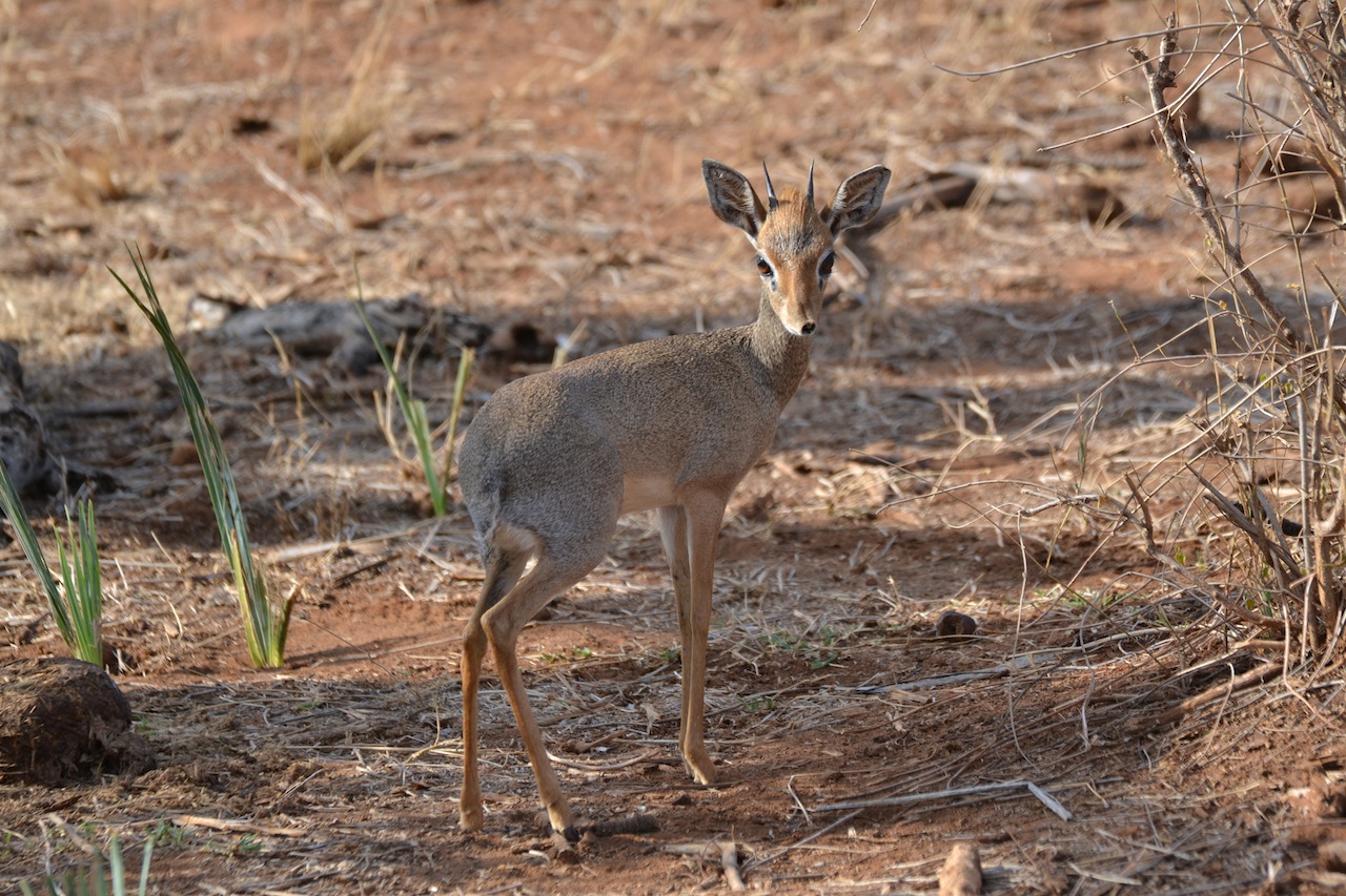 Dikdik