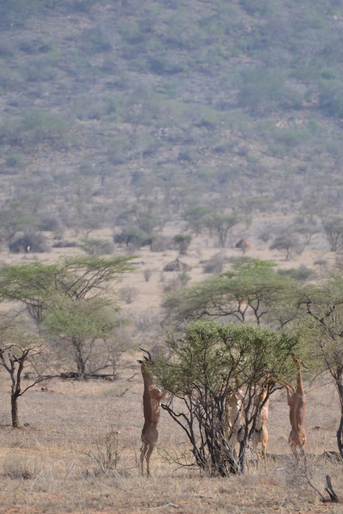 Samburu und Naivasha 144
