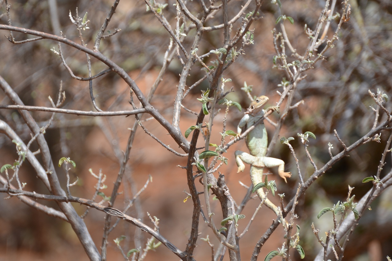 Samburu und Naivasha 176