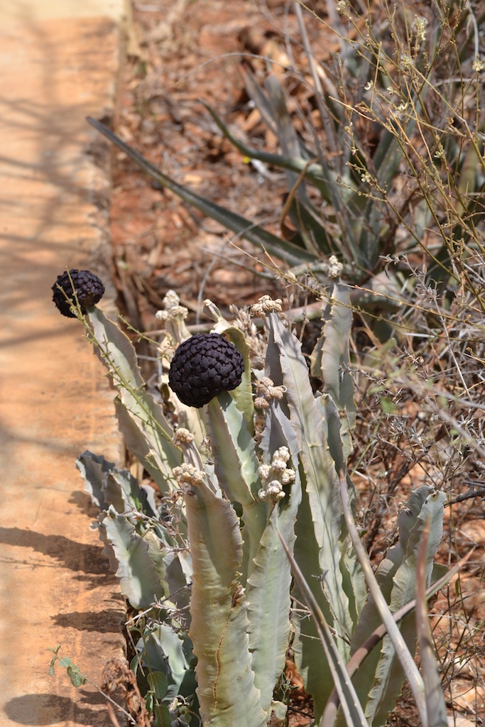Samburu und Naivasha 177