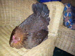 Läßt sich auch nicht aus der Ruhe bringen, wenn man das Kissen wegnimmt