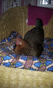 Dörte auf "ihrem" Sessel