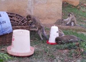 Durstige und hungrige Affen...